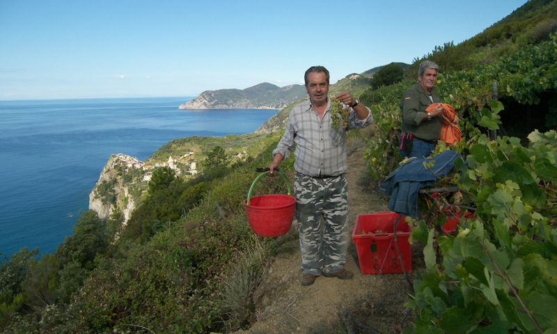 Cinque-Terre-vendemmia, sui terrazzamenti