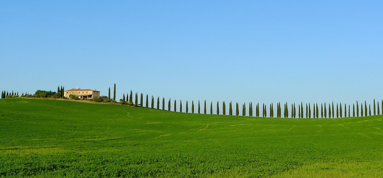 cypresses tuscan countryside