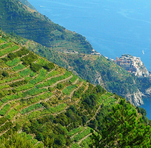 cinque terre vineyards from the panoramic road