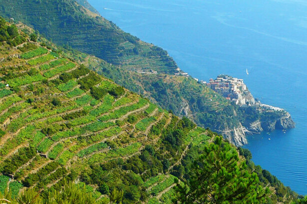 cinque terre vineyards from the panoramic road