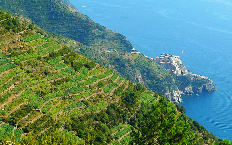 cinque terre vineyards from the panoramic road