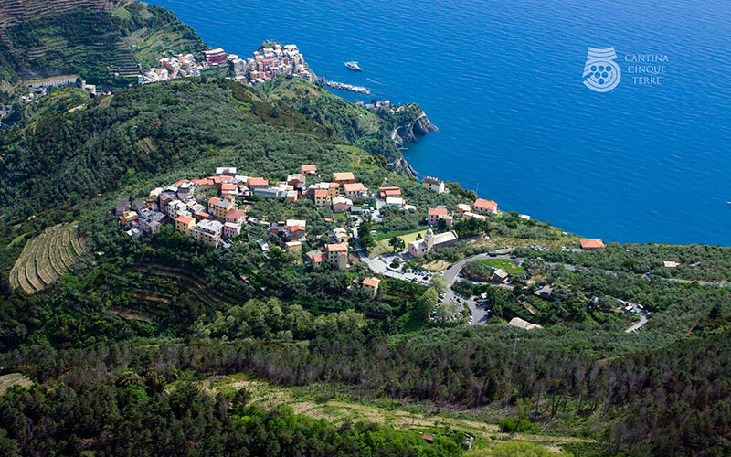 Volastra-Manarola-vigneti800x500
