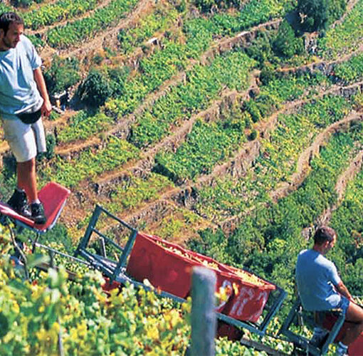 5 terre, vigneti durante la vendemmia, trasporto dell'uva con monorotaia