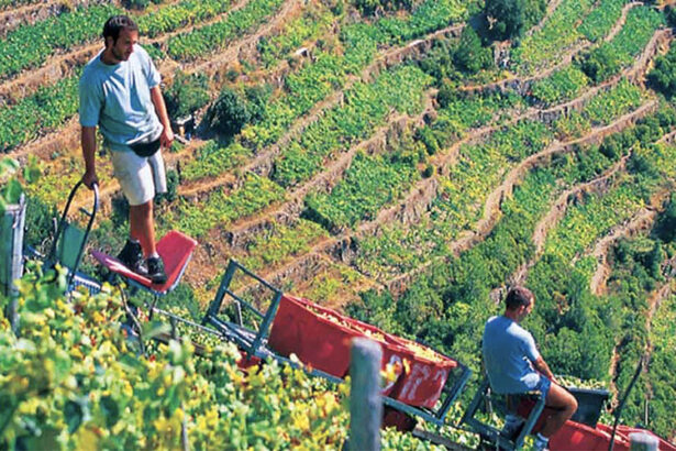 5 terre, vigneti durante la vendemmia, trasporto dell'uva con monorotaia