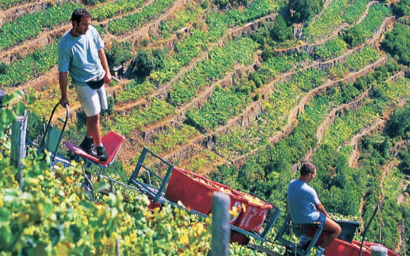 5 terre, vigneti durante la vendemmia, trasporto dell'uva con monorotaia