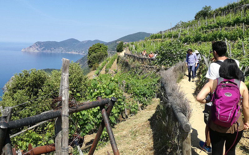 hikers on 5 terre trails in volastra