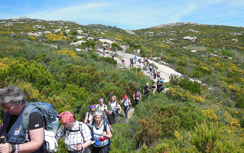 elba island hiking in the middle of the broom field