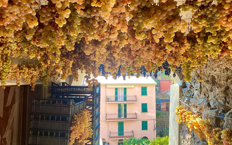 cinque terre grapes drying in the air for making the sweet wine