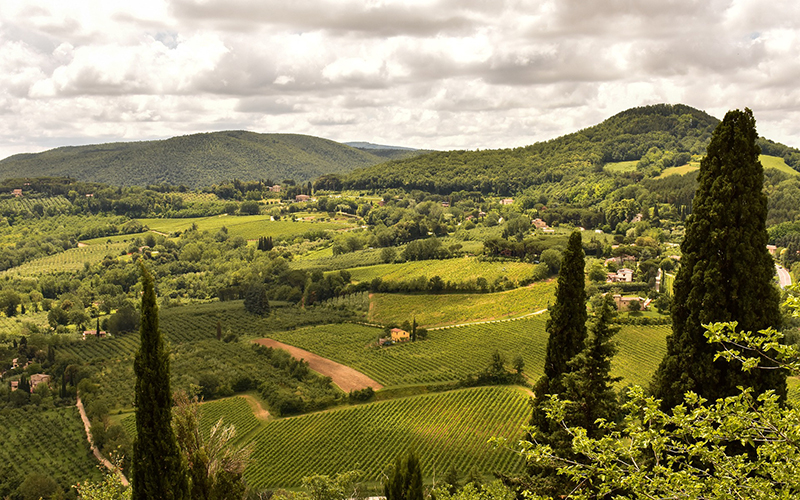 tuscan landscape, vineyards