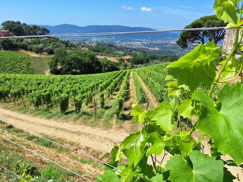 colli di luni vineyards
