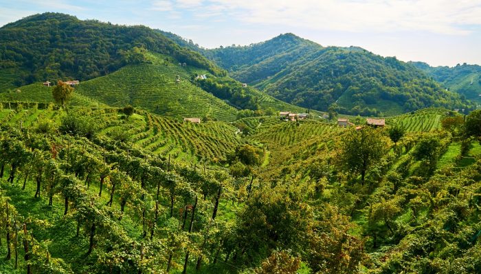 prosecco wine tour