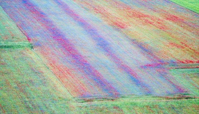flowerinf of poppies and lentils in castelluccio, umbria